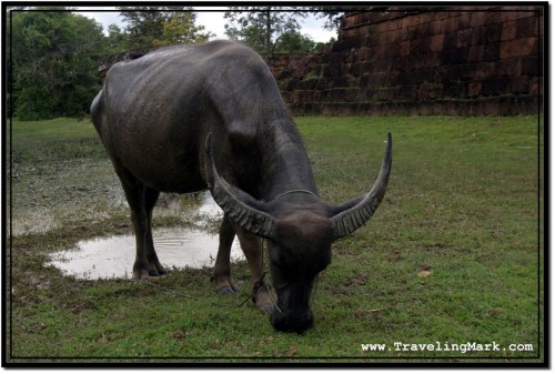 Photo: Asian Water Buffalo at Angkor Archaeological Park