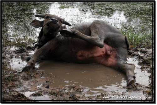 Photo: Asian Water Buffalo Calf Enjoying a Muddy Bath