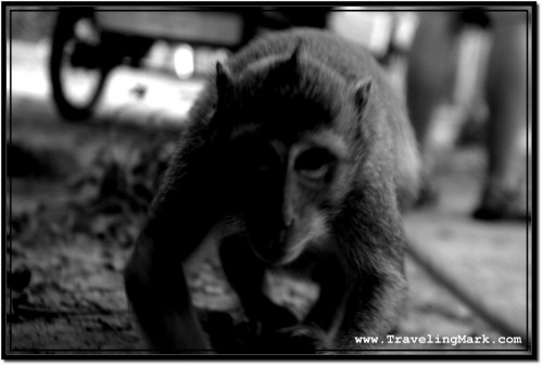 Photo: Monkey at Angkor Thom Creeping In to Check Out What He Could Steal