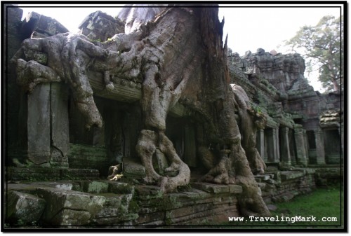 Photo: Huge Silk Tree Growing Over the Enclosing Wall of Preah Khan, Angkor