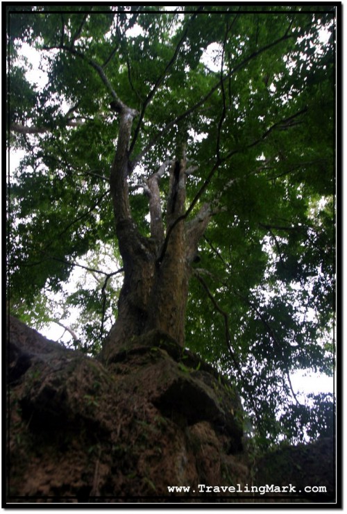 Photo: One of Huge Trees Growing on Top of Krol Romeas at Angkor, Cambodia