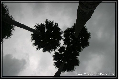 Photo: Trio of Palm Trees at Angkor Wat Photographed Against the Night Sky