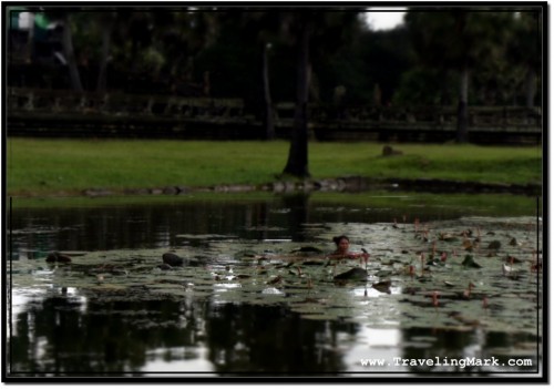 Photo: Cambodian Woman Stealing Lotus Petals from the Pool Before Angkor Wat