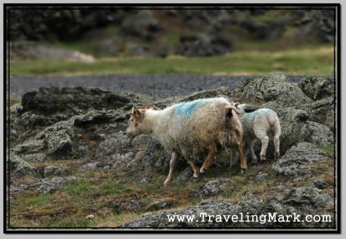 Photo: Sheep in Iceland Photo: Sheep in Iceland