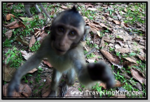 Photo: I Was Lucky, I Was Only Raped By This Out Of Focus Monkey