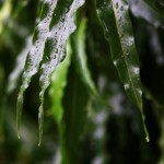 Leaves of Cambodian Tropical Trees Are Covered in Rain Droplets During Rainy Season