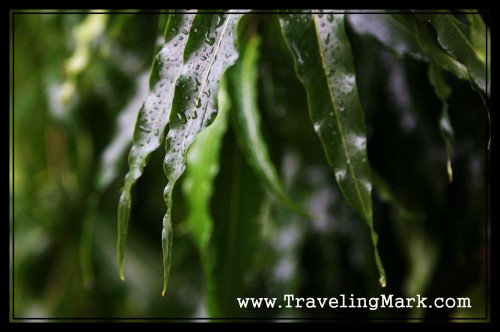 Leaves of Cambodian Tropical Trees Are Covered in Rain Droplets During Rainy Season