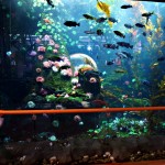 A Child Enjoyed the View of a Giant Fish Tank at YVR