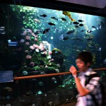 Young Traveler Passing by the Fish Tank at the Vancouver International Airport