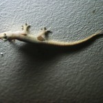 Night Lizards