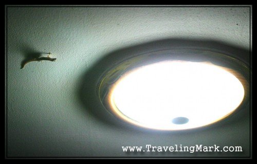 Small Gecko aka Night Lizard on the Ceiling of Two Dragons Guesthouse