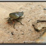 Taking Photos of Gnarly Bugs in Cambodia