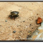 Photo of Gnarly Bug Just Walking the Streets of Siem Reap