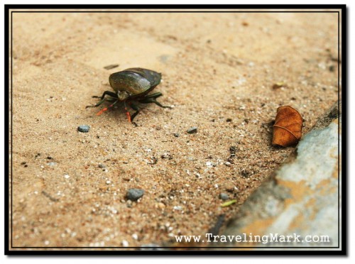 Photo of Gnarly Bug Just Walking the Streets of Siem Reap