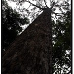 Photo of Large Tree On a Side of the Siem Reap River