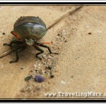 Looking Big Gnarly Bug in the Face with Wide Angle Lens