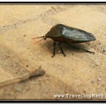 This Beetle Was Walking Down The Sidewalk in Siem Reap in Cambodia