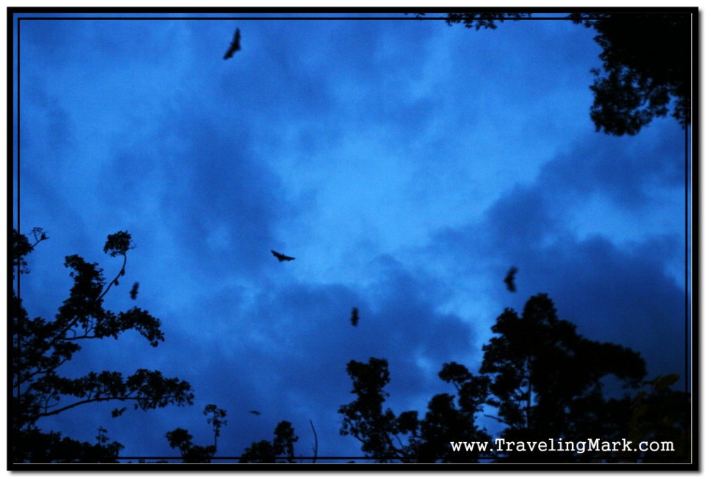 Cambodian Flying Foxes aka Fruit Bats Flying High in Crowns of Tall Trees in the Royal Independence Gardens