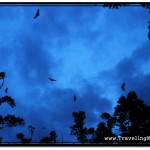 Cambodian Flying Foxes aka Fruit Bats Flying High in Crowns of Tall Trees in the Royal Independence Gardens