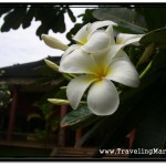 Photo: Blooming Tree in Front of Center for Khmer Studies Building