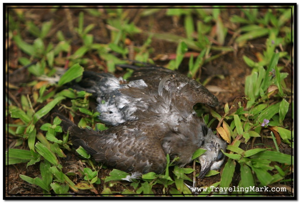 Dead Bird in Royal Independence Gardens - Some People Turn This into Business