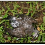 Dead Bird in Royal Independence Gardens - Some People Turn This into Business