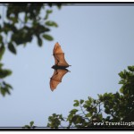 Photo of Flying Fox Fruit Bat Taken in Siem Reap During the Day