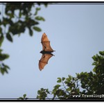 Flying Fruit Bats Picture Gallery
