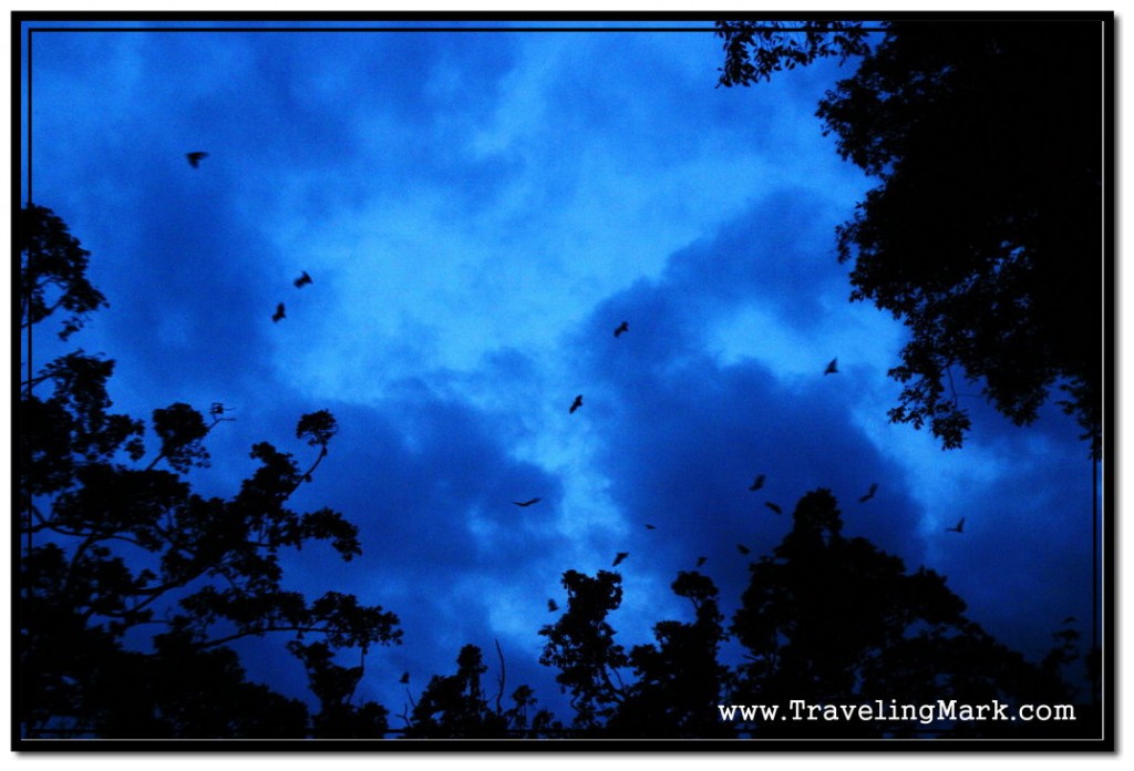 Fruit Bats Waking Up from Their Dwllings in High Trees Into the Night in Cambodia