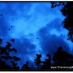 Fruit Bats Waking Up from Their Dwllings in High Trees Into the Night in Cambodia