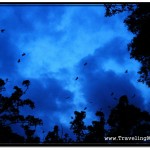 Cambodia Flying Foxes - Huge Fruit Bats (Pteropodidae family)