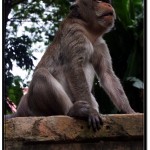 Photo: This is Where Monkey Stopped One More Time, But Seeing me Come to Him Again, He Climbed the Tree and Got Off my Sight