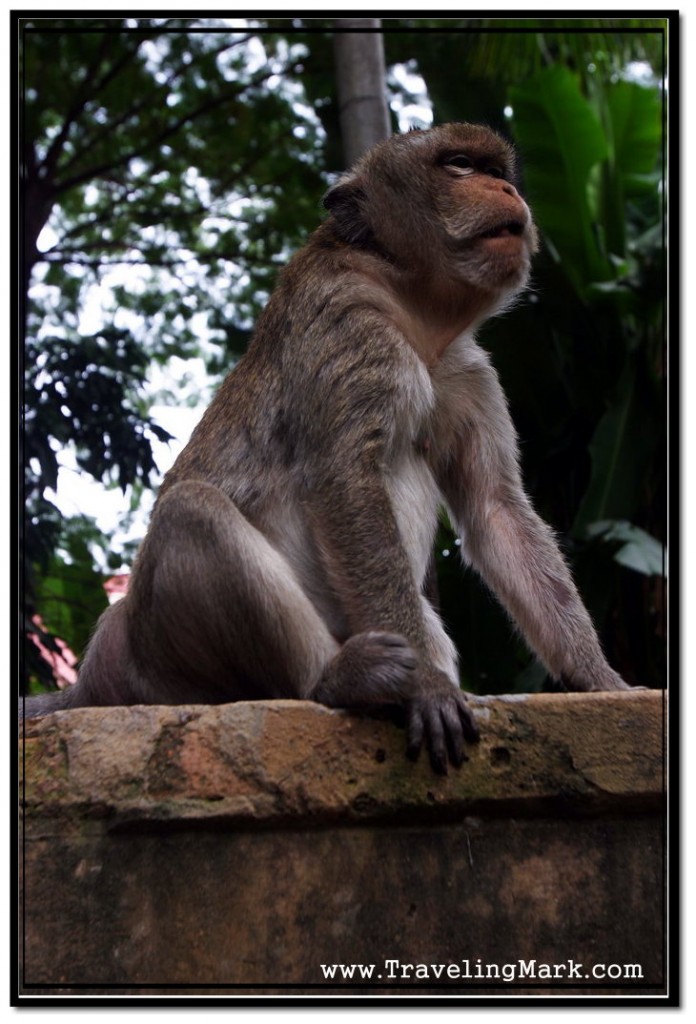 Photo: This is Where Monkey Stopped One More Time, But Seeing me Come to Him Again, He Climbed the Tree and Got Off my Sight