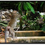 Photo: When He was Done with Banana, Monkey Picked Up Some Juicy Leaves to Flush it Down