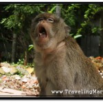 First Monkey Encounter