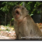 Photo: Monkey Kept Pulling Faces at Me to Show His Dismay