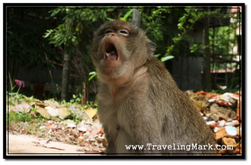 Photo: Monkey Kept Pulling Faces at Me to Show His Dismay