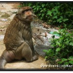 First Monkey Encounter