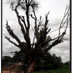 This Odd Old Tree Grows by the East Entrance Gate – Cablework Spoils the View As Usual