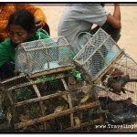 Some Cambodians Make Their Living by Capturing Wild Birds and Selling them at Shrines for Release by Buddhists