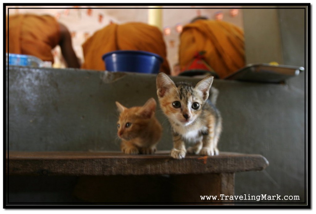 Photo: Hungry Kittens Sense Lots of Food During Pchum Ben Festival at Wat Damnak