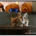 Photo: Hungry Kittens Sense Lots of Food During Pchum Ben Festival at Wat Damnak