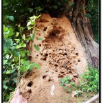 Photo: Tree Eaten by Termites at Wat Damnak