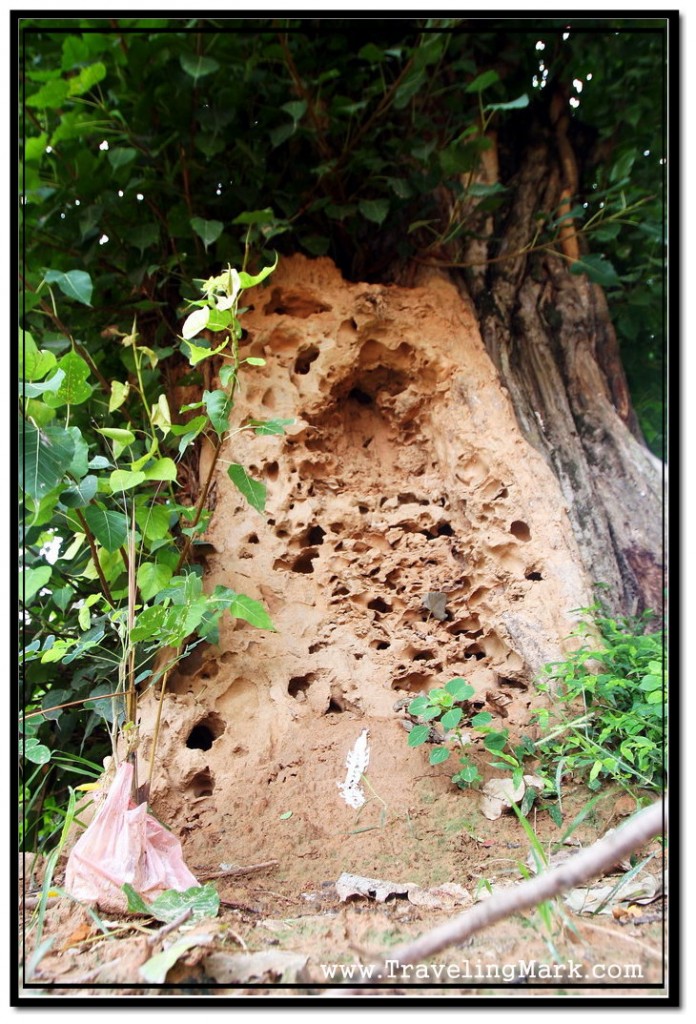 Photo: Tree Eaten by Termites at Wat Damnak