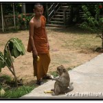 Photo: Young Monk and his Friend Monkey Share a Banana at Wat Damnak