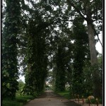 Photo: Walking Alley Surrounded by Tall Tress Where Flying Foxes Dwell