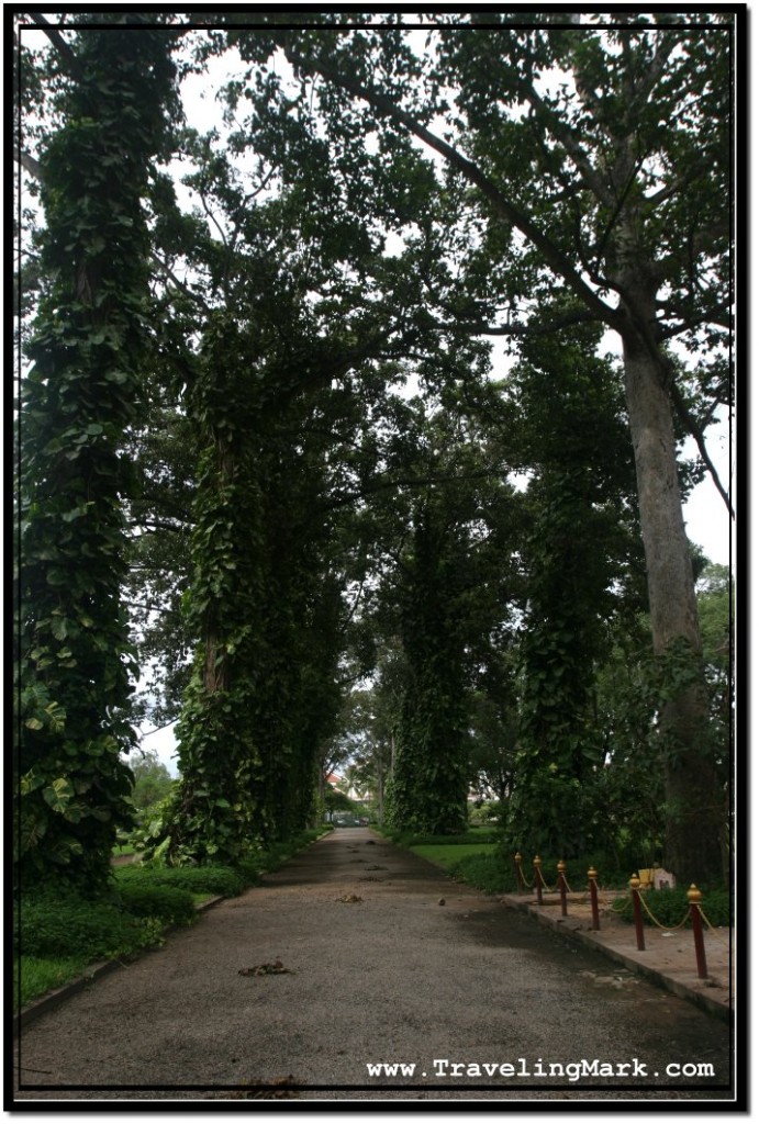 Photo: Walking Alley Surrounded by Tall Tress Where Flying Foxes Dwell