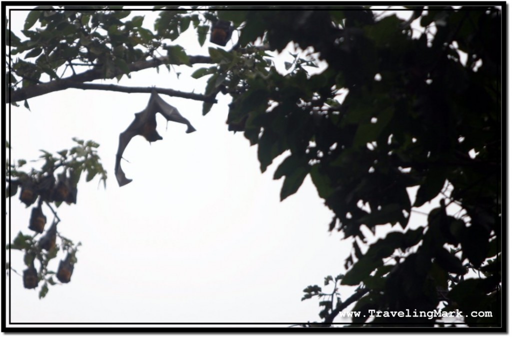 Photo: Awaken Flying Fox Spread the Wings in Anger