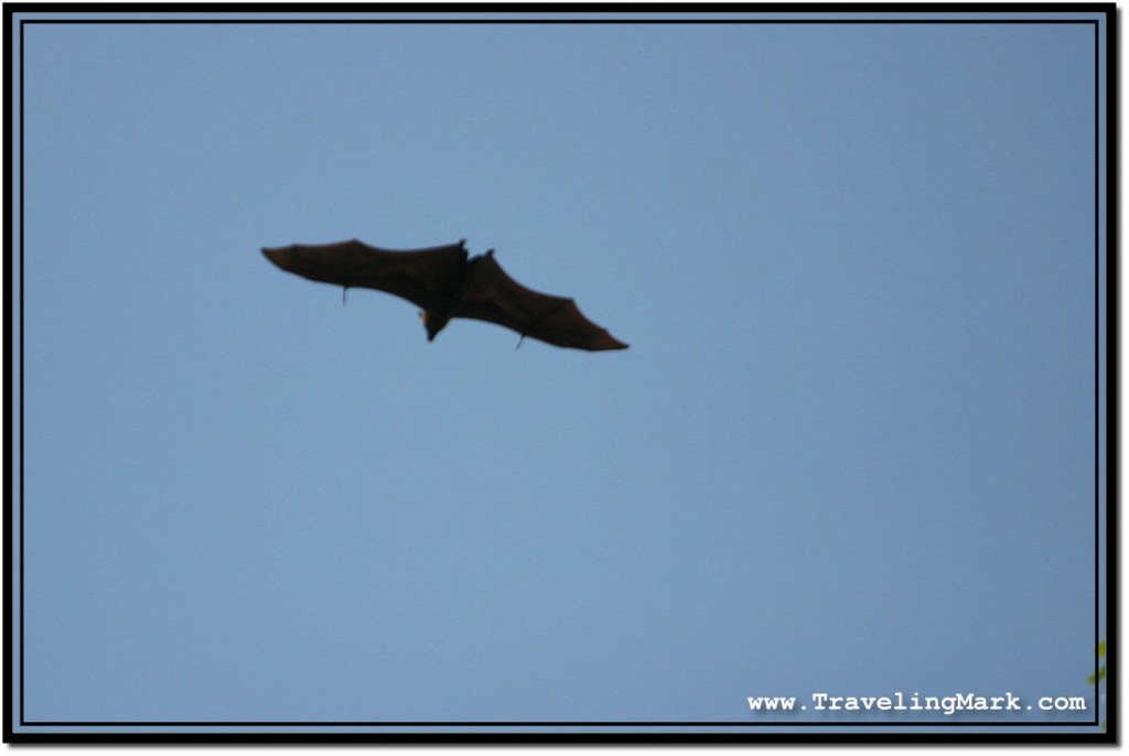 Photo: Cambodian Fruit Bat Soaring High in the Sky