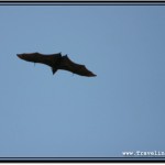 Photo: Cambodian Fruit Bat Soaring High in the Sky